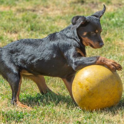 hondje met bal