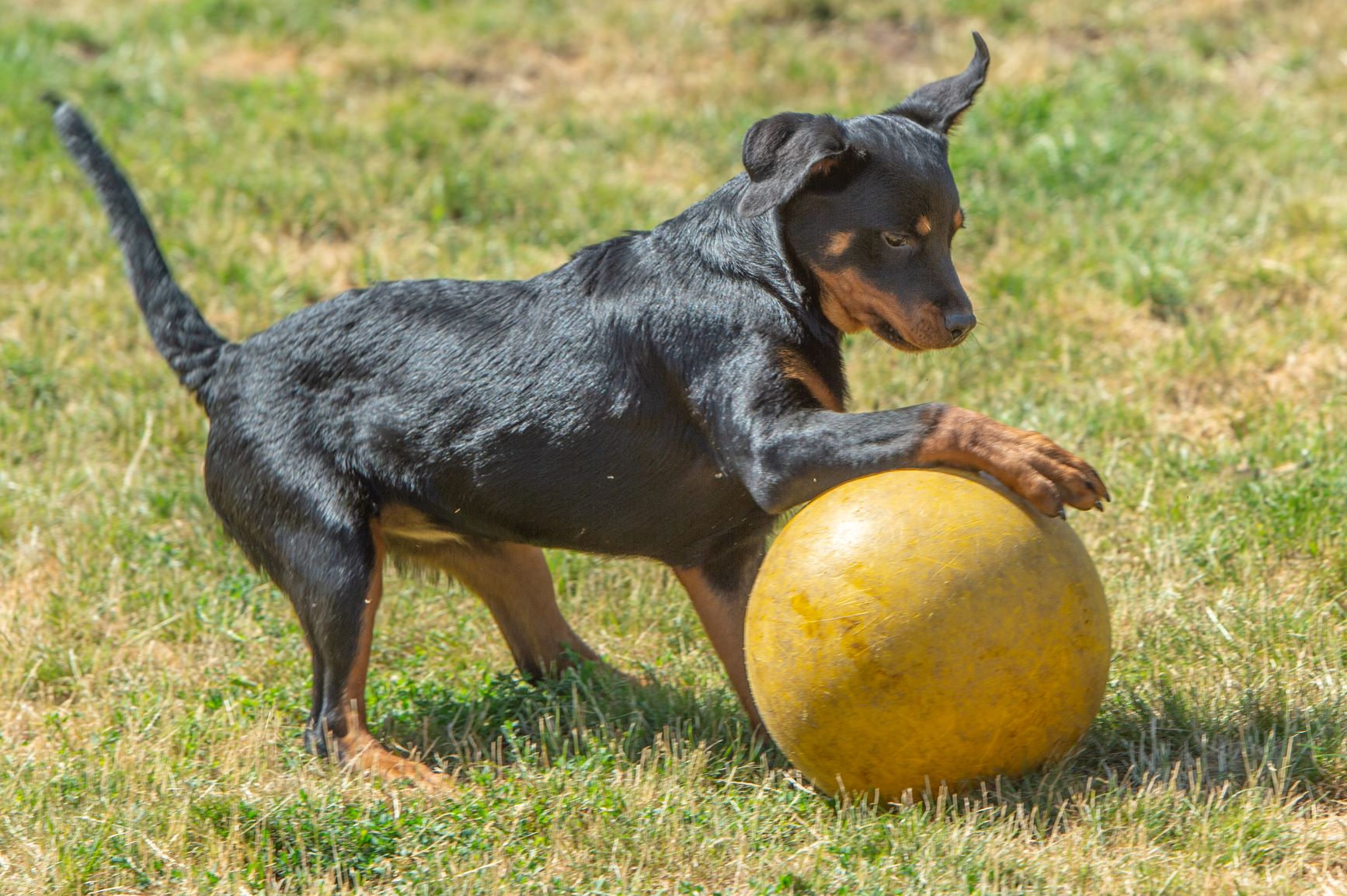 hondje met bal